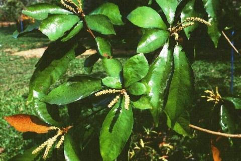Croton stellatopilosus