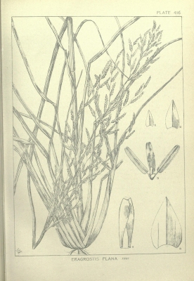 Eragrostis plana