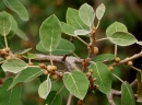 Ficus mollis