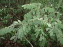 Dalbergia trichocarpa