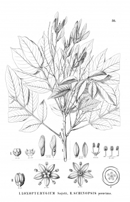 Loxopterygium sagotii