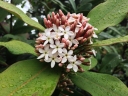 Acokanthera oblongifolia