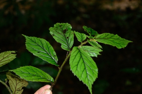 Begonia elatostemmoides