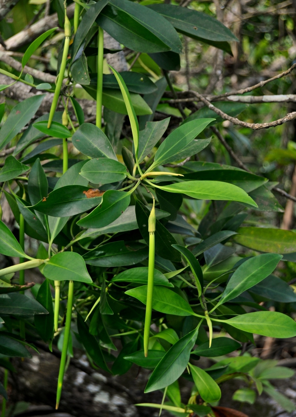 Bruguiera parviflora