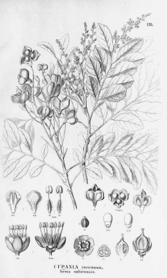 Cupania racemosa