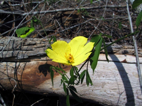 Dalechampia clematidifolia