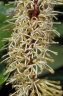 Athertonia diversifolia