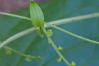 Dioscorea polygonoides
