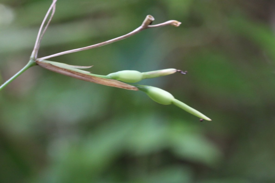 Maranta arundinacea