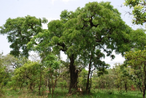 Afzelia africana