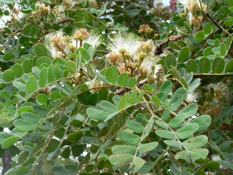 Albizia versicolor