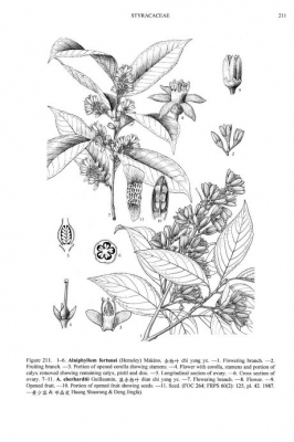 Alniphyllum fortunei
