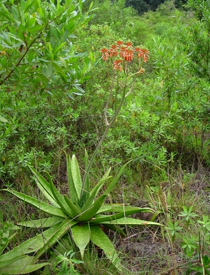 Aloe duckeri