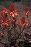 Aloe ngongensis