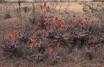 Aloe ngongensis