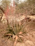 Aloe schweinfurthii