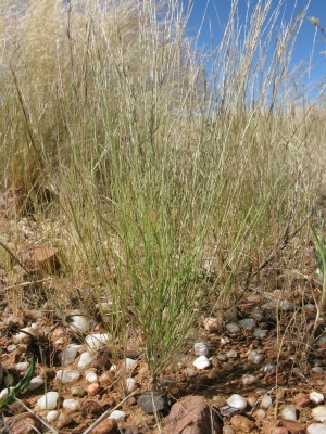 Aristida adscensionis