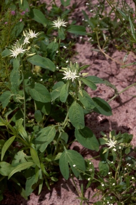 Basananthe heterophylla