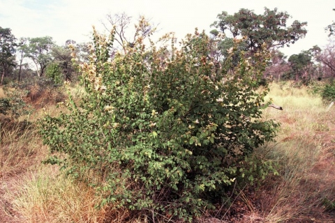 Bauhinia urbaniana