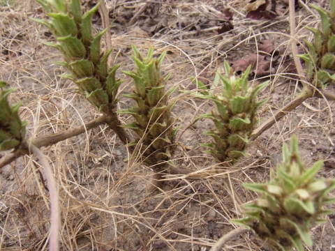 Blepharis linariifolia