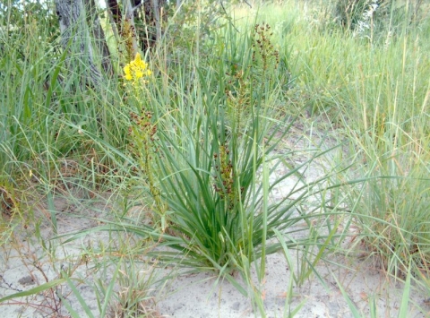 Bulbine capitata