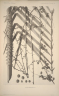 Calamus diepenhorstii