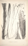 Calamus paspalanthus