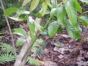 Canarium vitiense