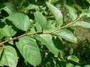 Cissus cornifolia