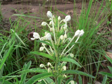 Clerodendrum ternatum