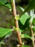 Clutia angustifolia