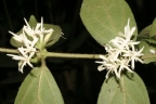 Cremaspora triflora