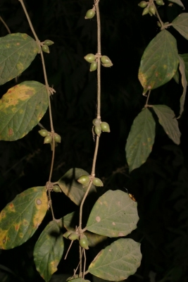 Cremaspora triflora
