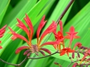 Crocosmia paniculata