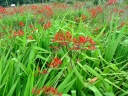 Crocosmia paniculata