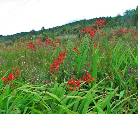 Crocosmia paniculata