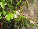 Croton pseudopulchellus
