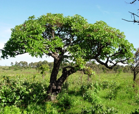 Cussonia arborea