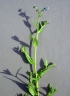 Cynoglossum lanceolatum