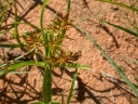 Cyperus fulgens