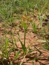 Cyperus fulgens