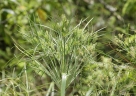 Cyperus giganteus