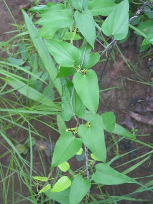 Dioscorea sagittifolia