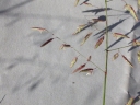 Eragrostis annulata
