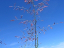 Eragrostis annulata