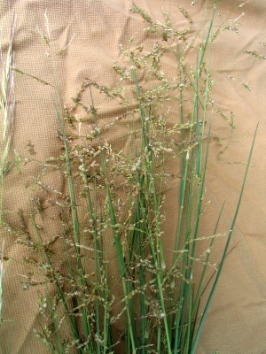 Eragrostis cylindriflora