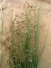 Eragrostis cylindriflora