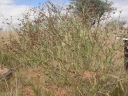 Euphorbia glanduligera