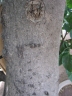 Ficus polita