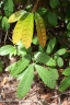 Garcinia ovalifolia